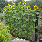 Sunflower, Mammoth Grey Stripe (Helianthus annuus) - 50 Seeds seed packet from Seed Therapy – American - grown, heirloom seeds