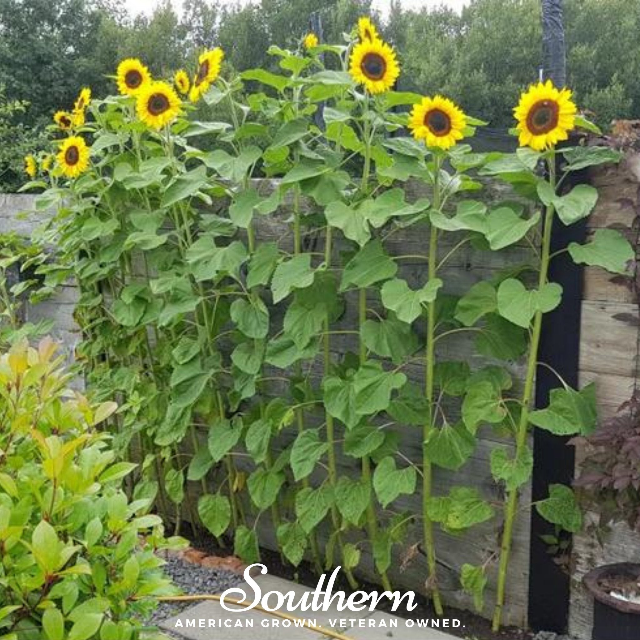 Sunflower, Mammoth Grey Stripe (Helianthus annuus) - 50 Seeds seed packet from Seed Therapy – American - grown, heirloom seeds
