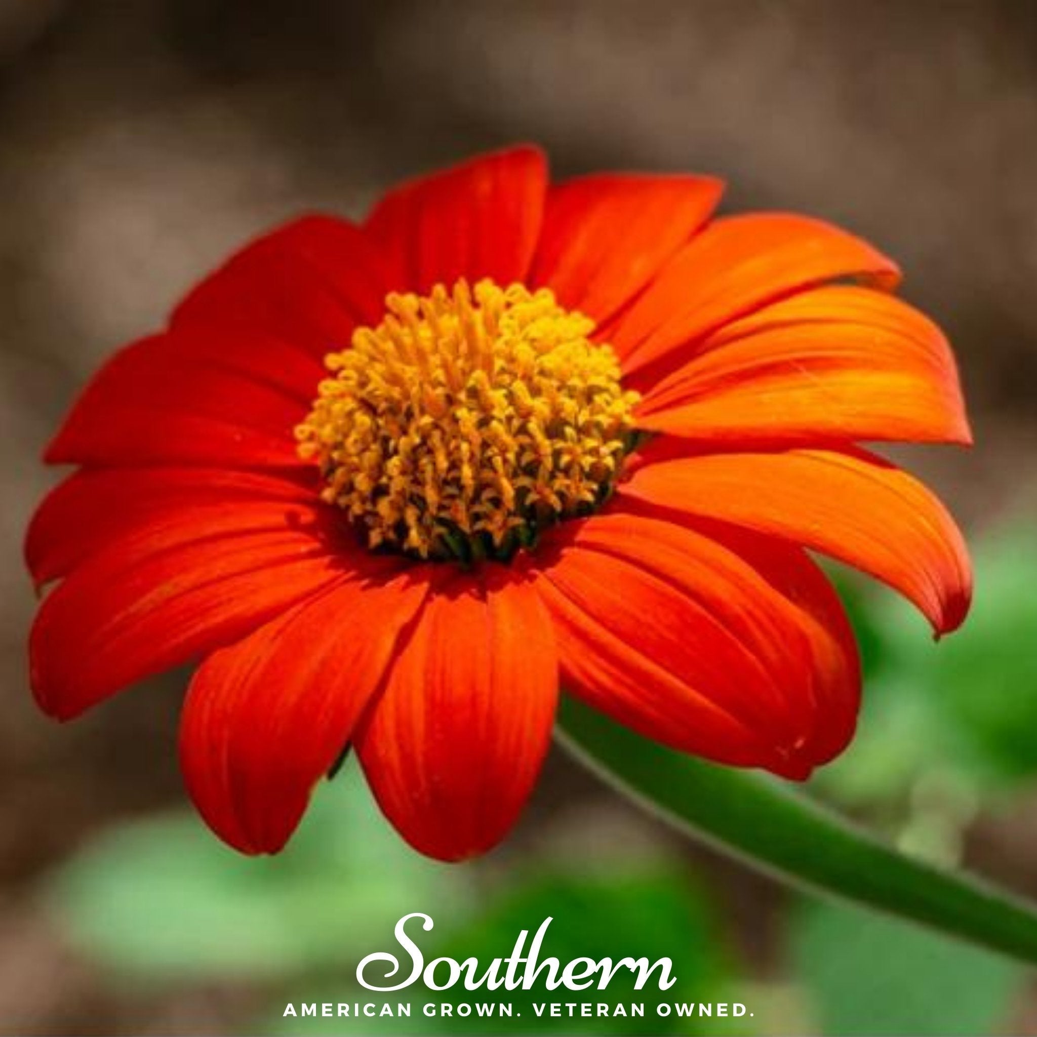 Sunflower, Mexican (Tithonia rotundifolia) - 50 Seeds seed packet from Seed Therapy – American - grown, heirloom seeds