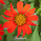 Sunflower, Mexican (Tithonia rotundifolia) - 50 Seeds seed packet from Seed Therapy – American - grown, heirloom seeds