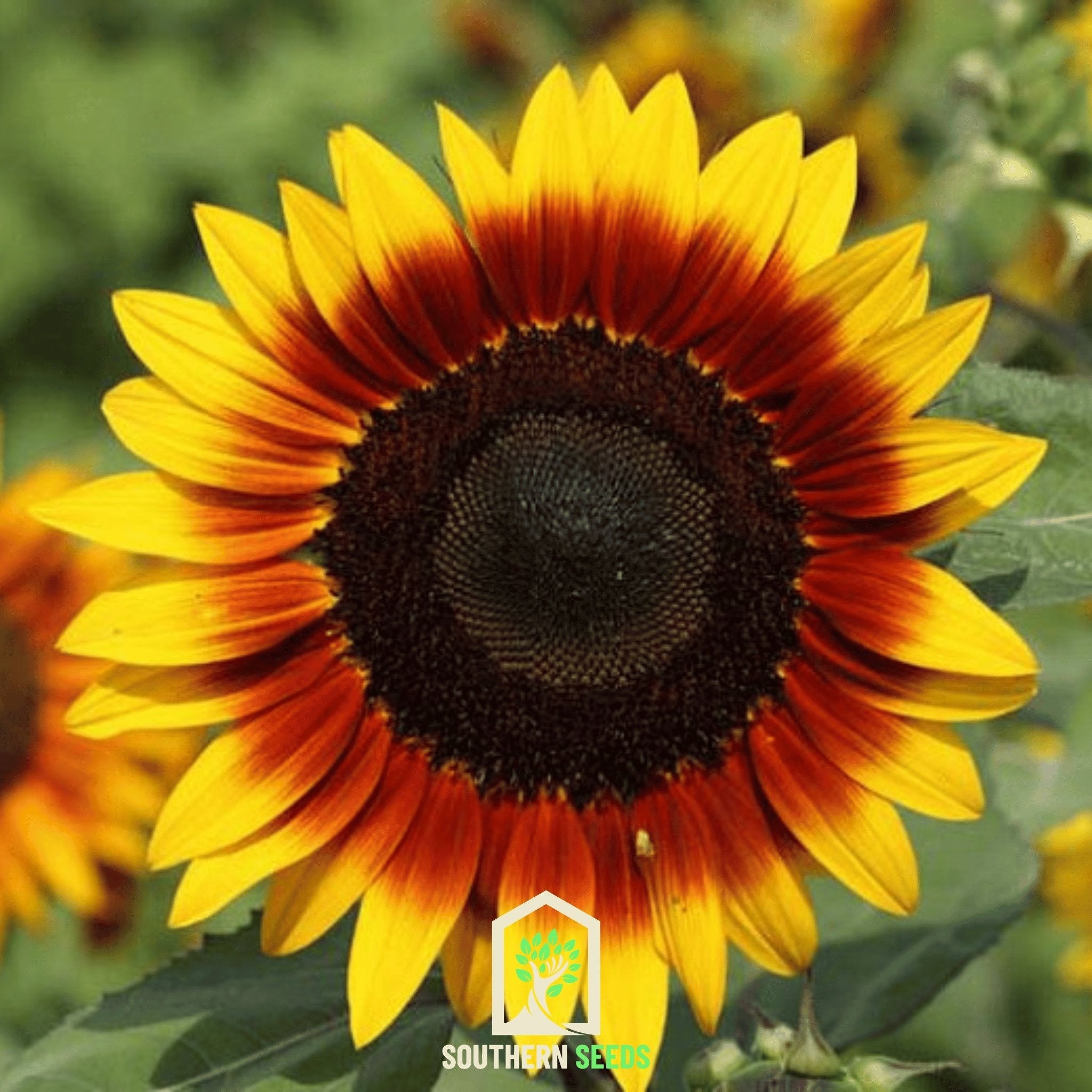 Sunflower, Ring of Fire (Helianthus annuus) - 25 Seeds seed packet from Seed Therapy – American - grown, heirloom seeds