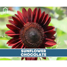 Sunflower Seed Collection - 6 Varieties seed packet from Seed Therapy – American - grown, heirloom seeds