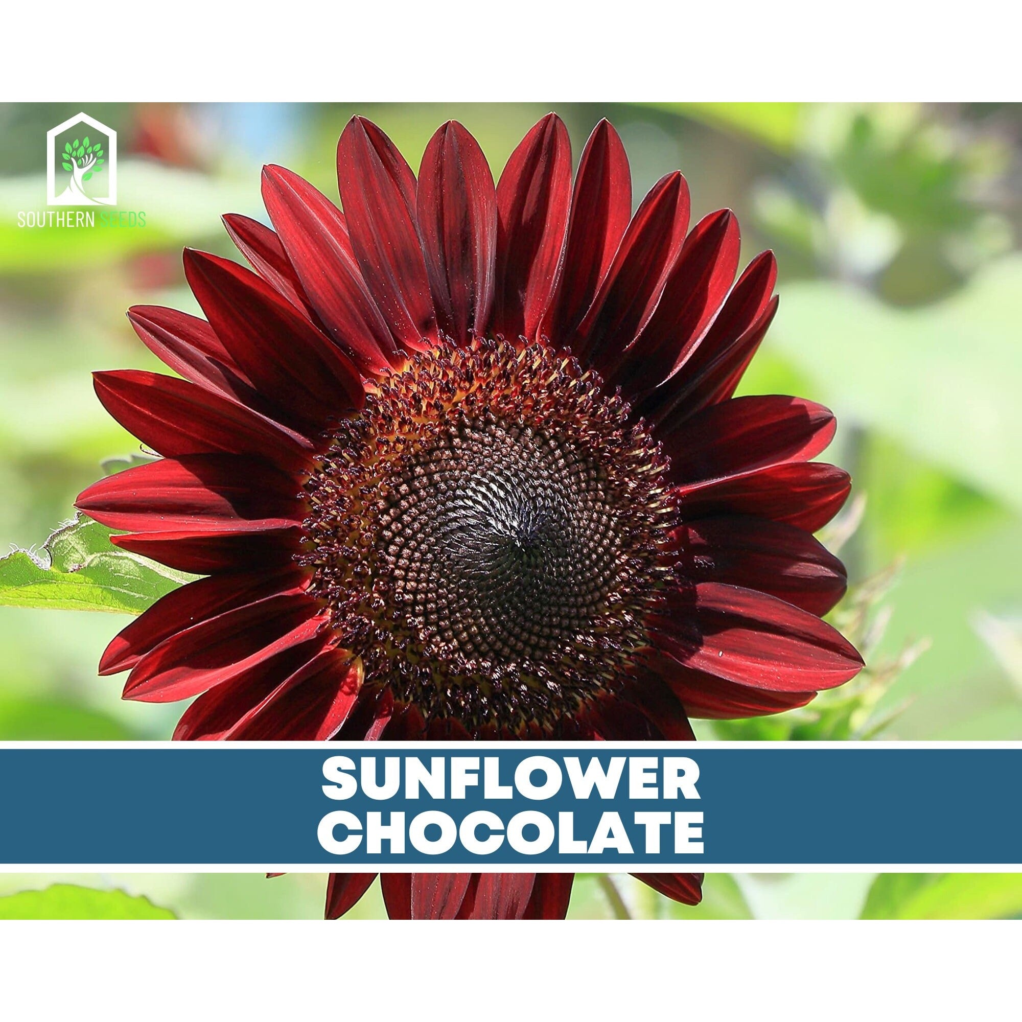 Sunflower Seed Collection - 6 Varieties seed packet from Seed Therapy – American - grown, heirloom seeds