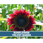 Sunflower Seed Collection - 6 Varieties seed packet from Seed Therapy – American - grown, heirloom seeds