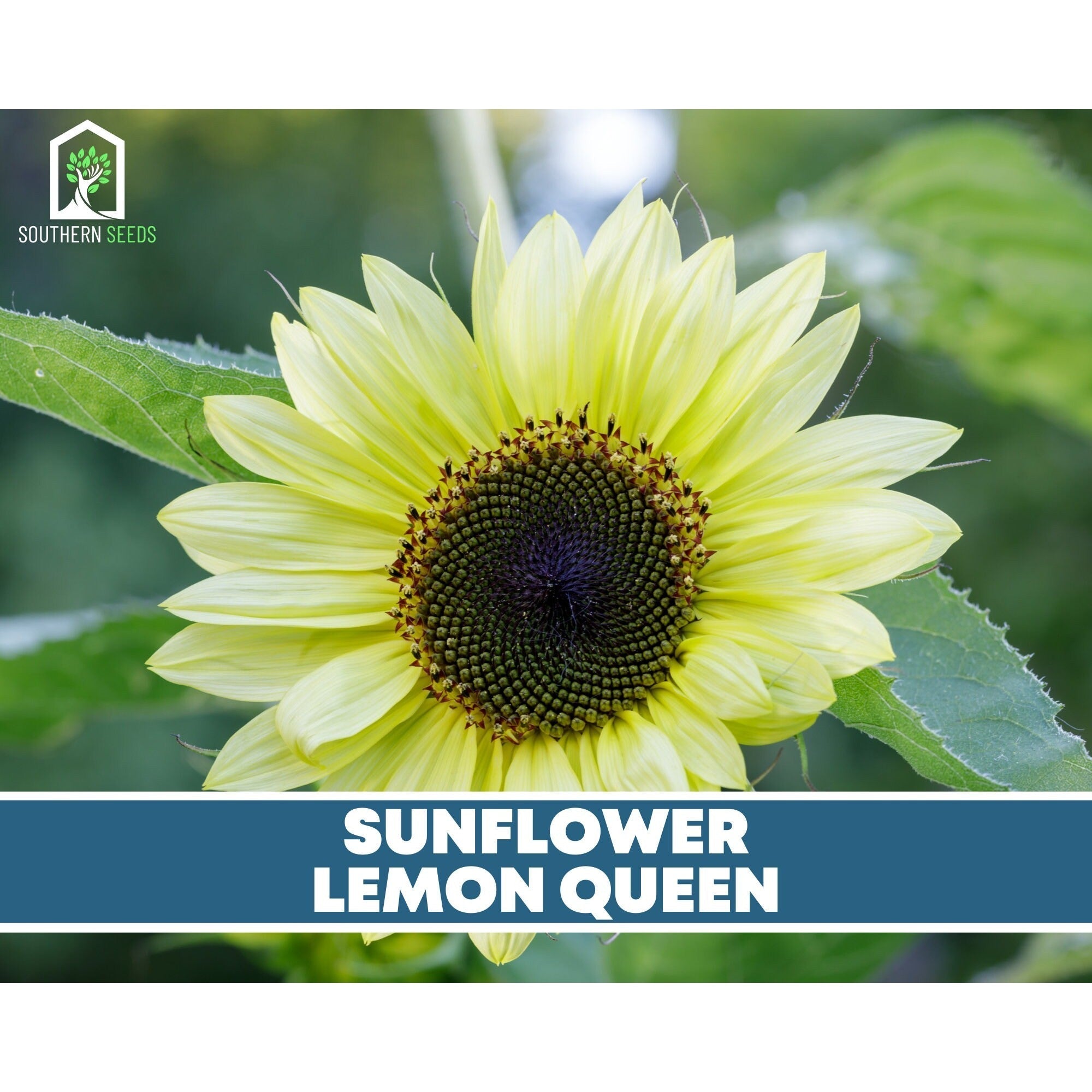 Sunflower Seed Collection - 6 Varieties seed packet from Seed Therapy – American - grown, heirloom seeds