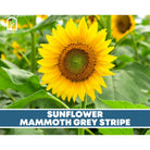 Sunflower Seed Collection - 6 Varieties seed packet from Seed Therapy – American - grown, heirloom seeds