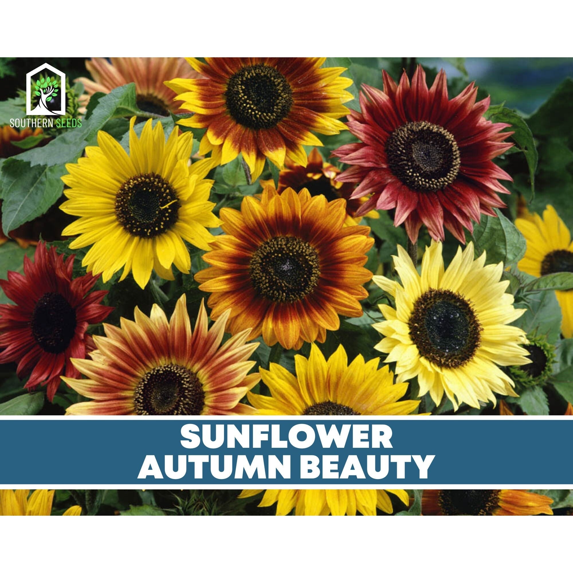 Sunflower Seed Collection - 6 Varieties seed packet from Seed Therapy – American - grown, heirloom seeds