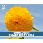 Sunflower Seed Collection - 6 Varieties seed packet from Seed Therapy – American - grown, heirloom seeds