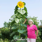 Sunflower, Skyscraper (Helianthus annuus) - 25 Seeds seed packet from Seed Therapy – American - grown, heirloom seeds