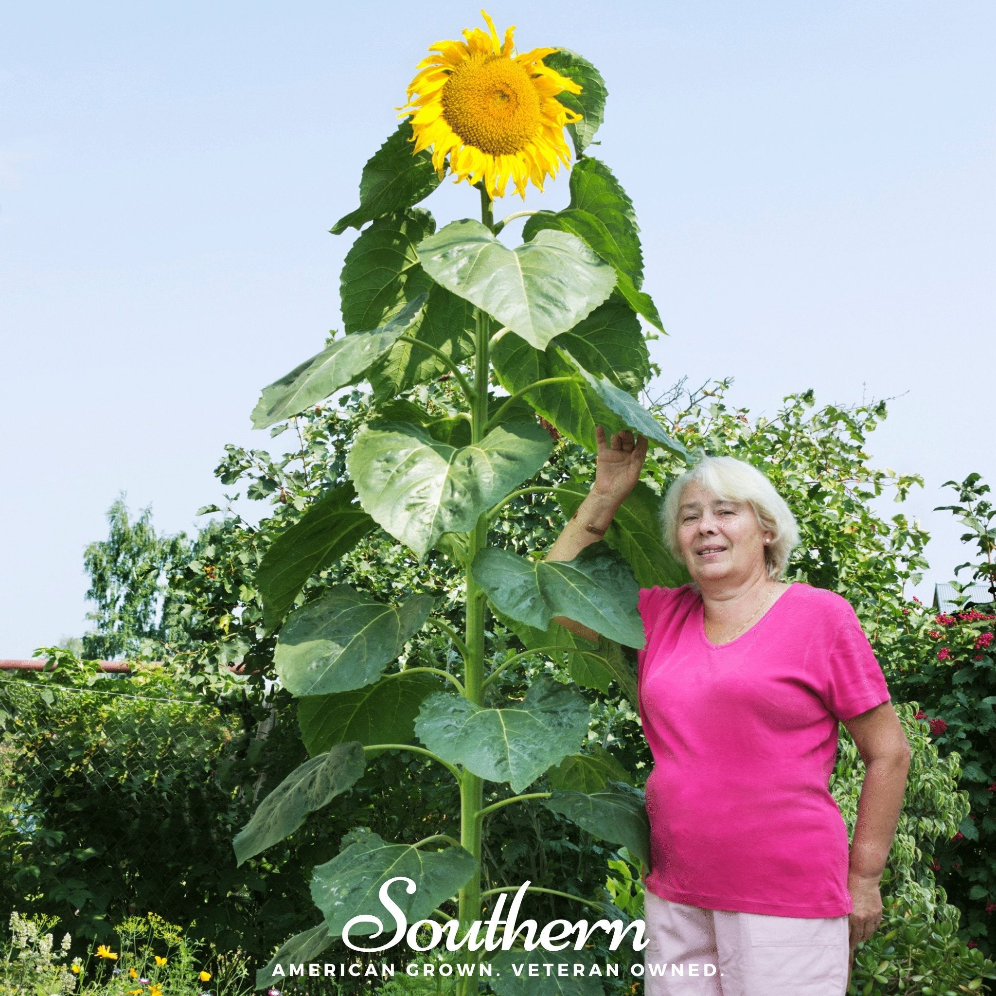 Sunflower, Skyscraper (Helianthus annuus) - 25 Seeds seed packet from Seed Therapy – American - grown, heirloom seeds