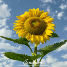 Sunflower, Skyscraper (Helianthus annuus) - 25 Seeds seed packet from Seed Therapy – American - grown, heirloom seeds