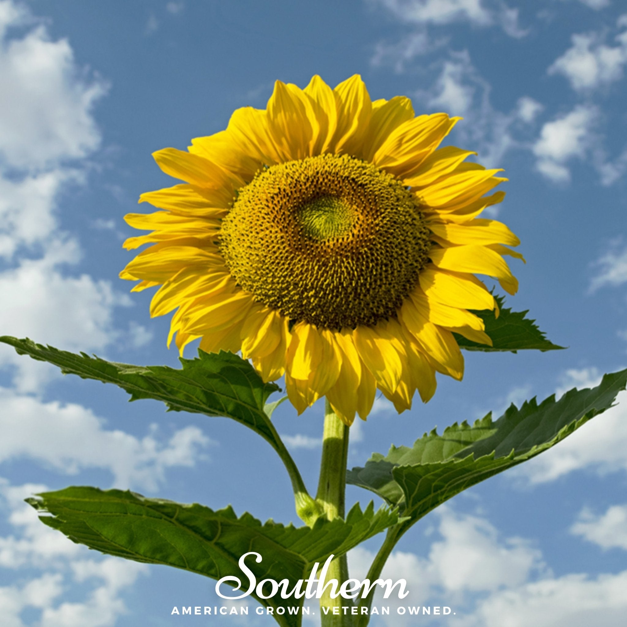 Sunflower, Skyscraper (Helianthus annuus) - 25 Seeds seed packet from Seed Therapy – American - grown, heirloom seeds