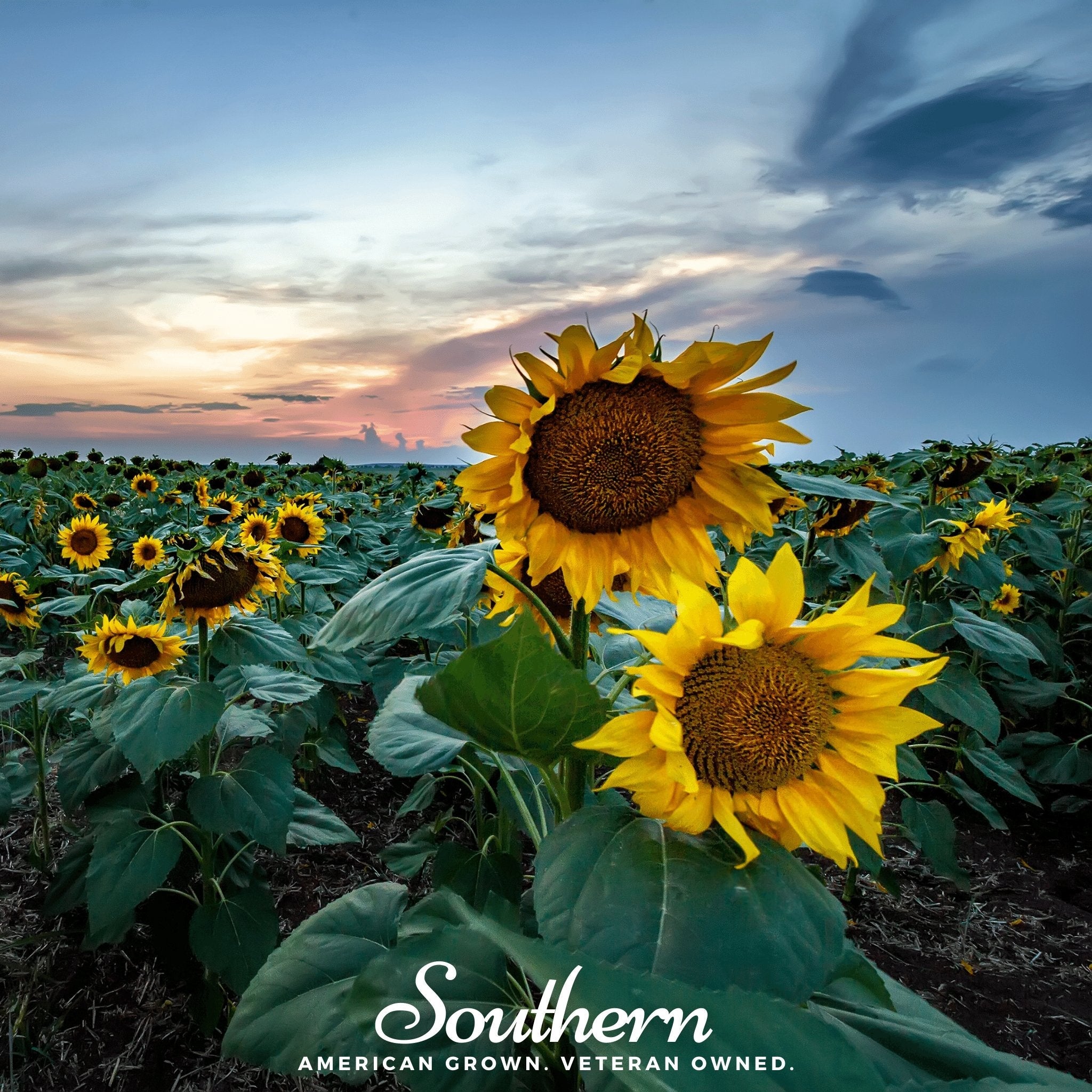 Sunflower, Skyscraper (Helianthus annuus) - 25 Seeds seed packet from Seed Therapy – American - grown, heirloom seeds