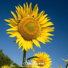 Sunflower, Skyscraper (Helianthus annuus) - 25 Seeds seed packet from Seed Therapy – American - grown, heirloom seeds