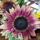 Sunflower, Strawberry Blonde (Helianthus annuus) - 25 Seeds seed packet from Seed Therapy – American - grown, heirloom seeds