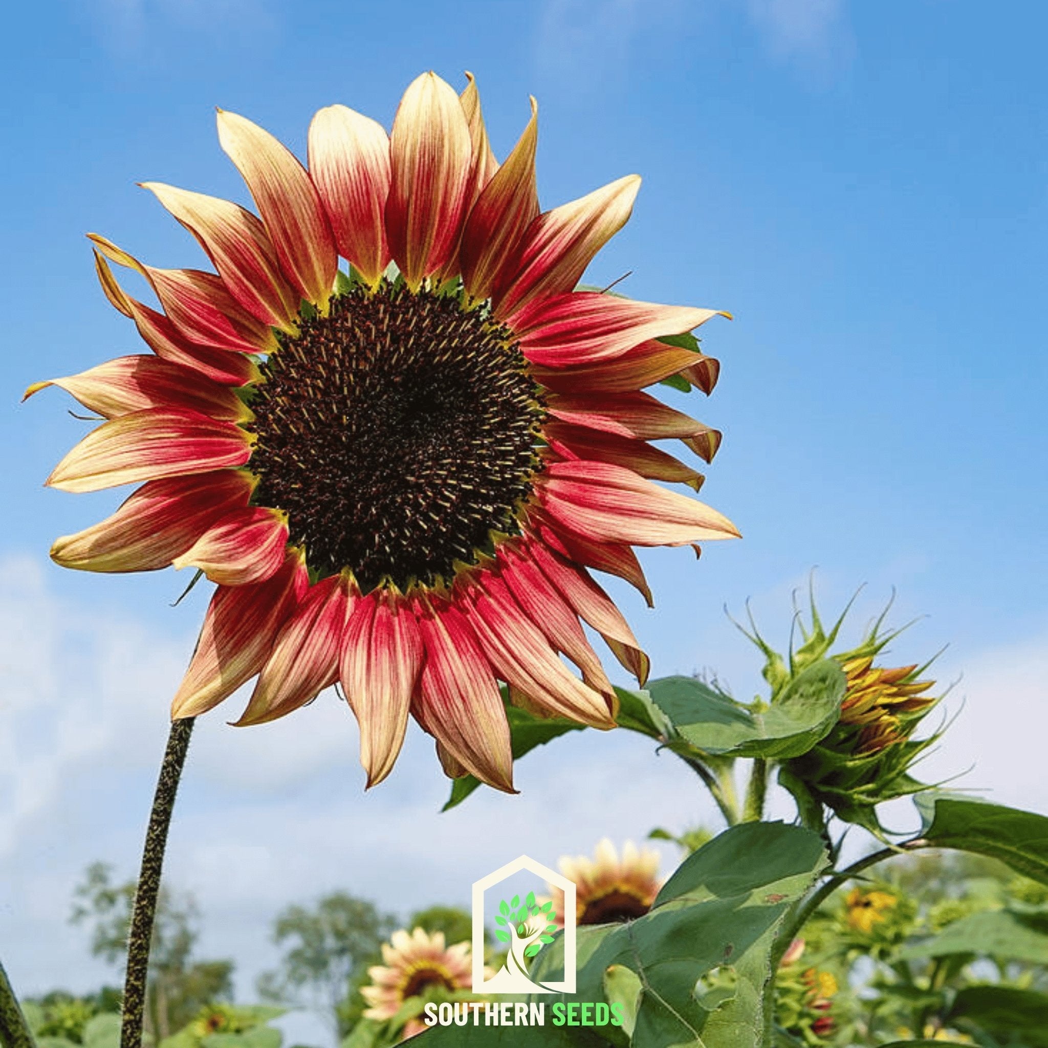 Sunflower, Strawberry Blonde (Helianthus annuus) - 25 Seeds seed packet from Seed Therapy – American - grown, heirloom seeds