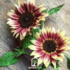 Sunflower, Strawberry Blonde (Helianthus annuus) - 25 Seeds seed packet from Seed Therapy – American - grown, heirloom seeds