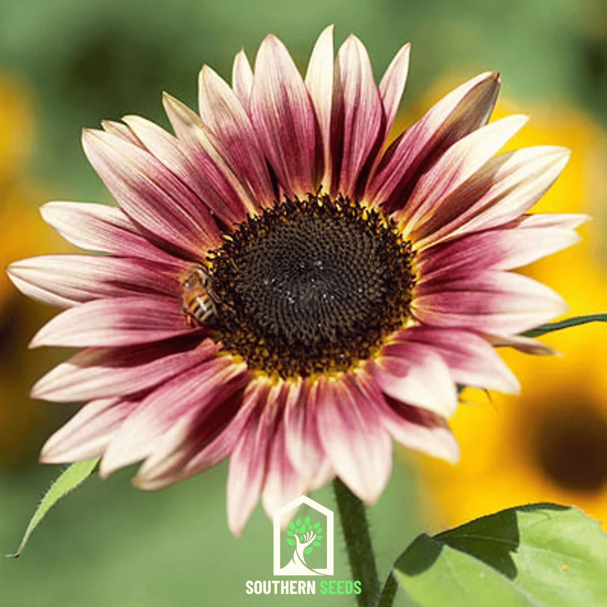Sunflower, Strawberry Blonde (Helianthus annuus) - 25 Seeds seed packet from Seed Therapy – American - grown, heirloom seeds