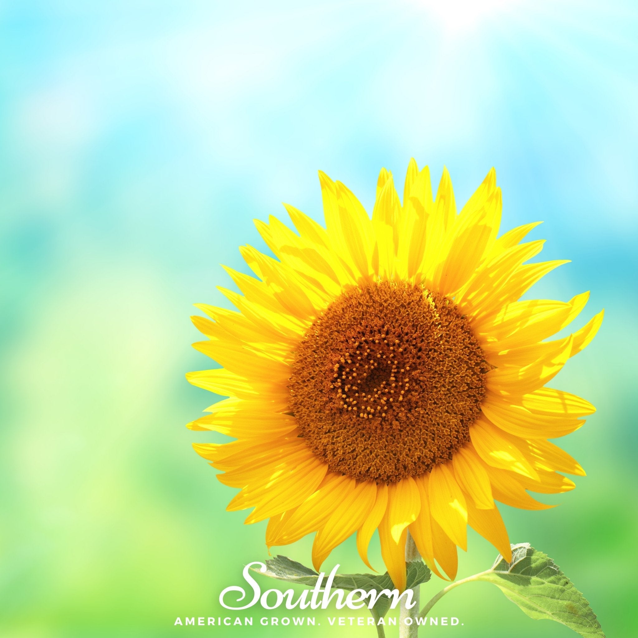 Sunflower, Sunspot Dwarf (Helianthus annuus) - 25 Seeds seed packet from Seed Therapy – American - grown, heirloom seeds