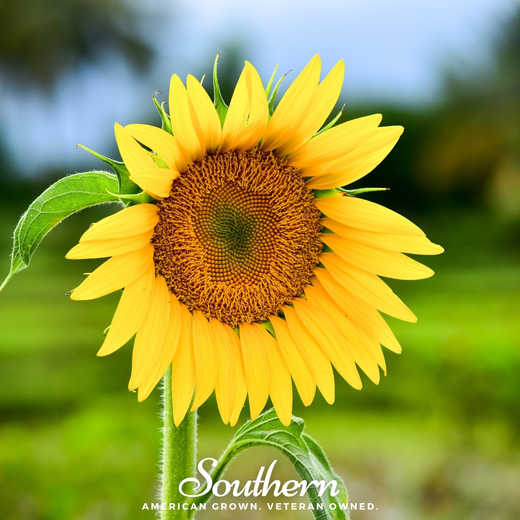 Sunflower, Sunspot Dwarf (Helianthus annuus) - 25 Seeds seed packet from Seed Therapy – American - grown, heirloom seeds