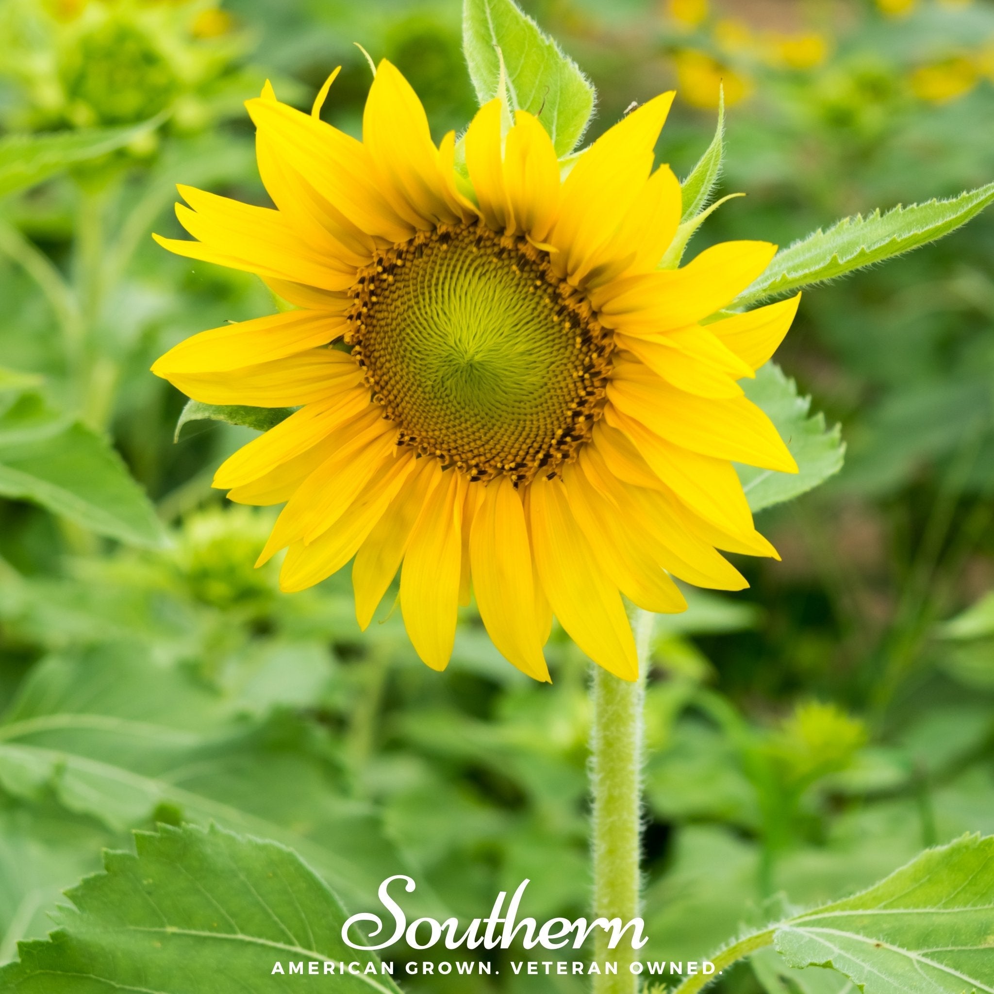 Sunflower, Sunspot Dwarf (Helianthus annuus) - 25 Seeds seed packet from Seed Therapy – American - grown, heirloom seeds