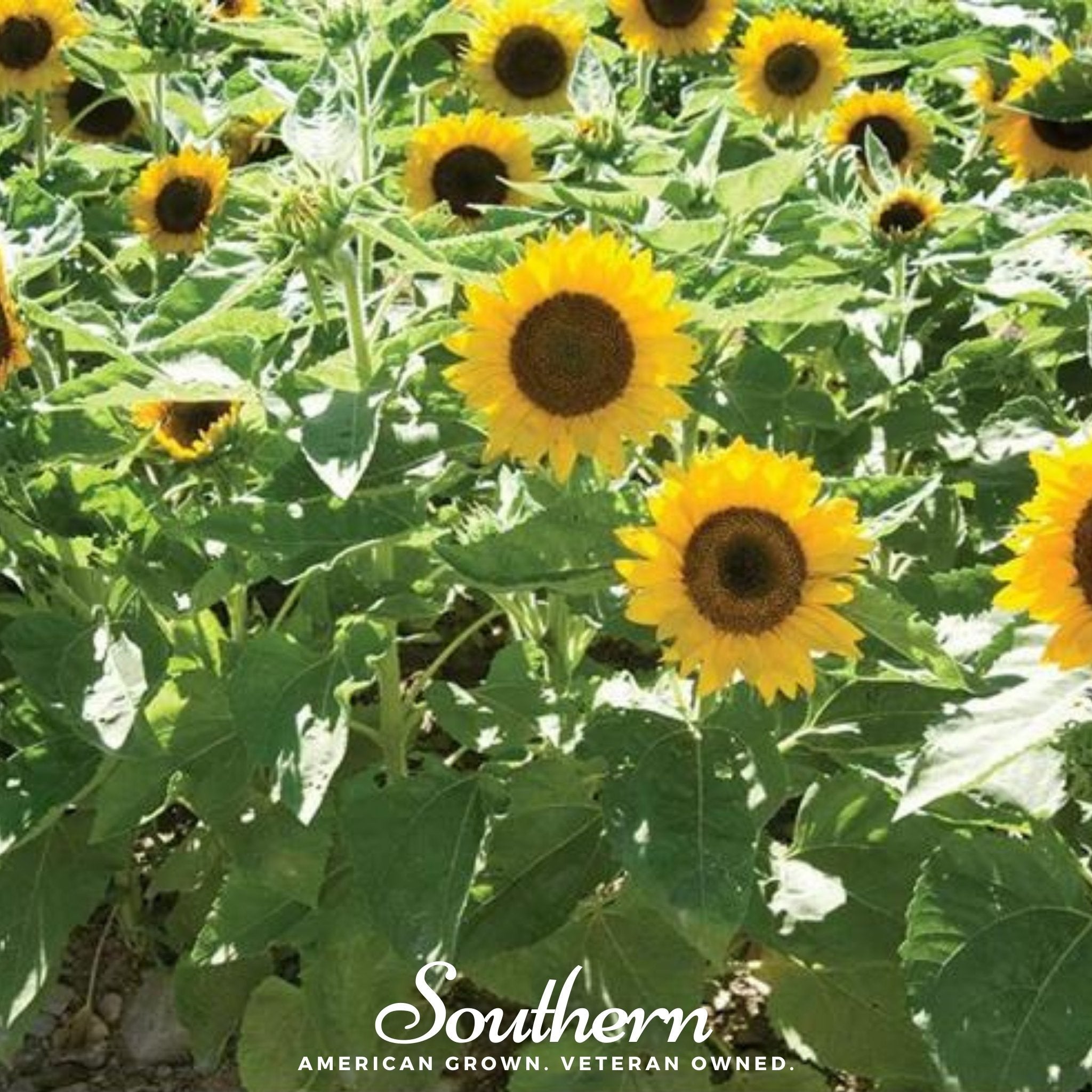 Sunflower, Sunspot Dwarf (Helianthus annuus) - 25 Seeds seed packet from Seed Therapy – American - grown, heirloom seeds