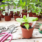 Sunflower, Teddy Bear Dwarf (Helianthus annuus) - 25 Seeds seed packet from Seed Therapy – American - grown, heirloom seeds