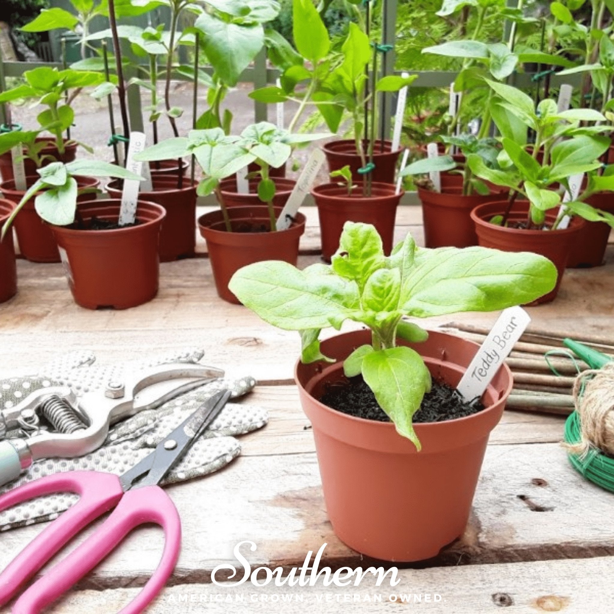 Sunflower, Teddy Bear Dwarf (Helianthus annuus) - 25 Seeds seed packet from Seed Therapy – American - grown, heirloom seeds