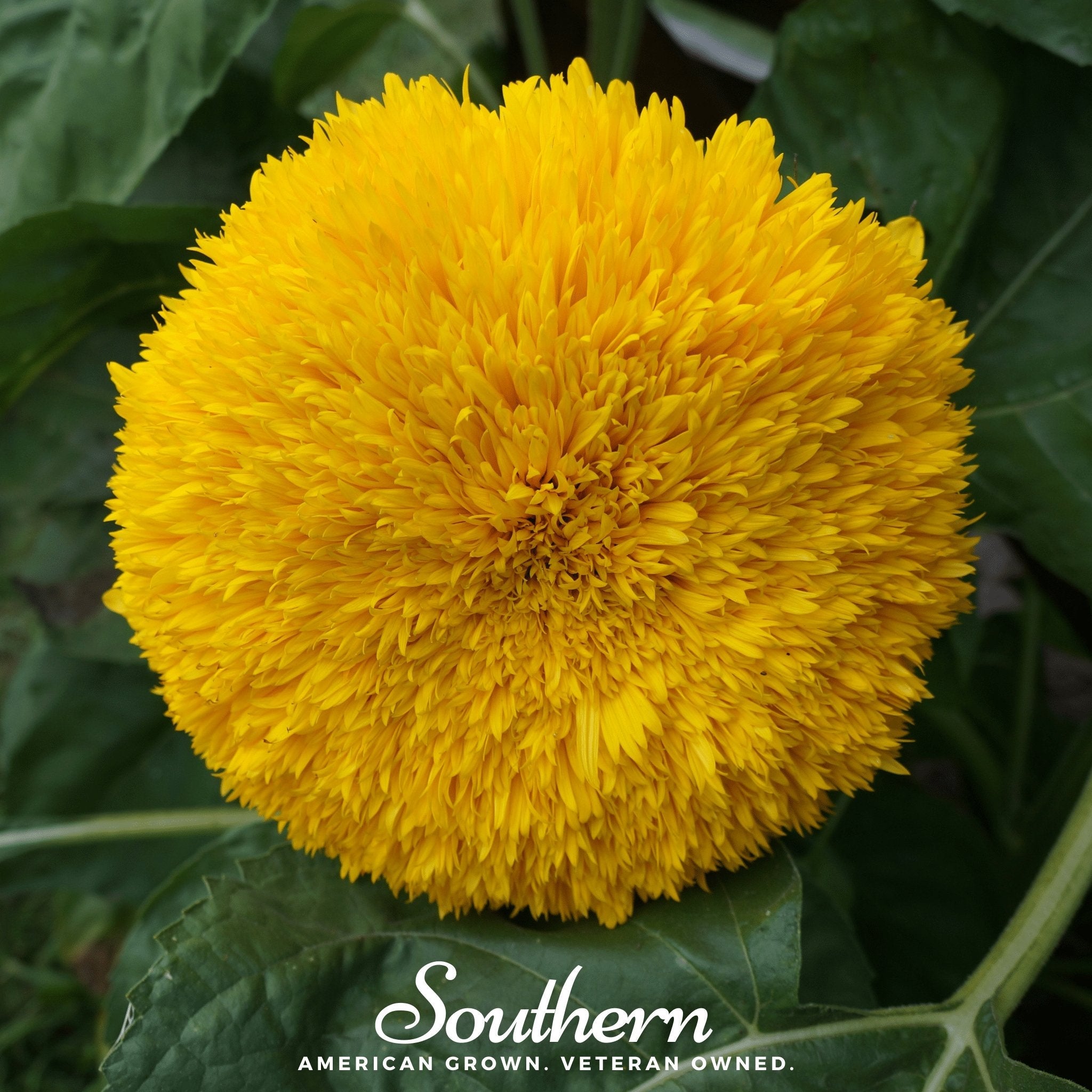 Sunflower, Teddy Bear Dwarf (Helianthus annuus) - 25 Seeds seed packet from Seed Therapy – American - grown, heirloom seeds