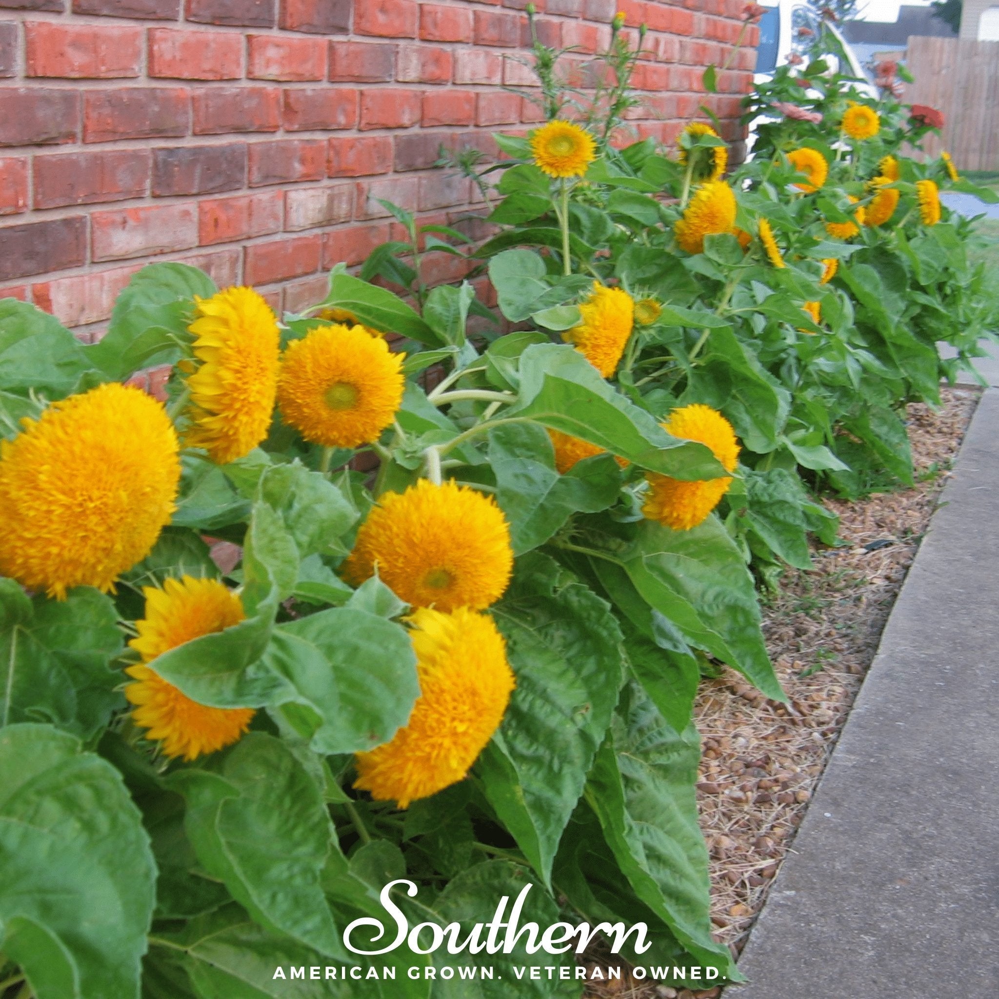 Sunflower, Teddy Bear Dwarf (Helianthus annuus) - 25 Seeds seed packet from Seed Therapy – American - grown, heirloom seeds