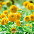 Sunflower, Teddy Bear Dwarf (Helianthus annuus) - 25 Seeds seed packet from Seed Therapy – American - grown, heirloom seeds