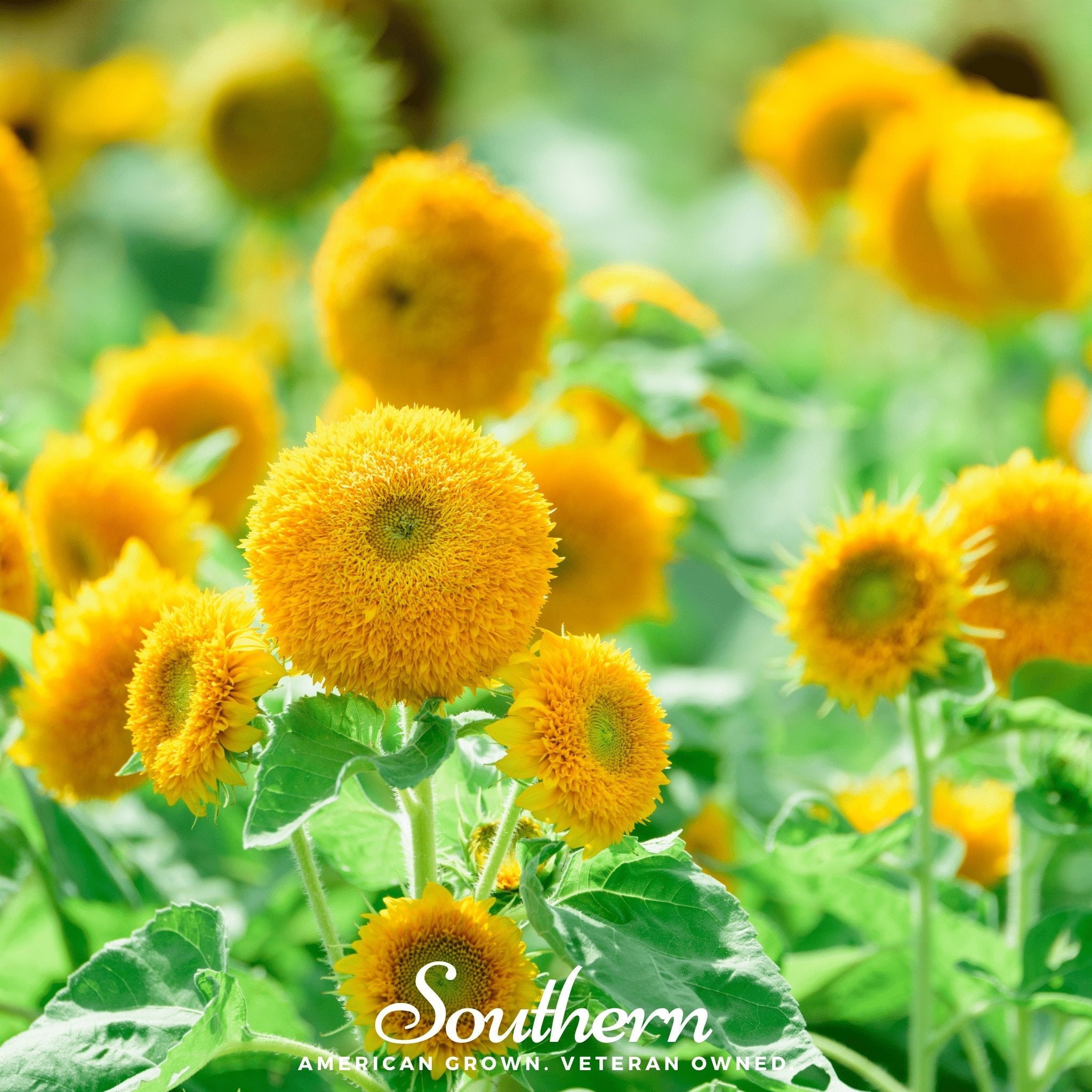 Sunflower, Teddy Bear Dwarf (Helianthus annuus) - 25 Seeds seed packet from Seed Therapy – American - grown, heirloom seeds
