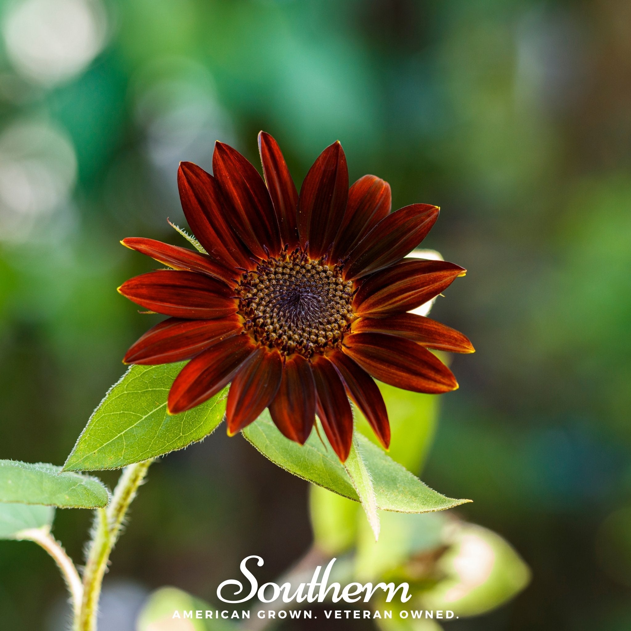 Sunflower, Velvet Queen (Helianthus annuus) - 25 Seeds seed packet from Seed Therapy – American - grown, heirloom seeds