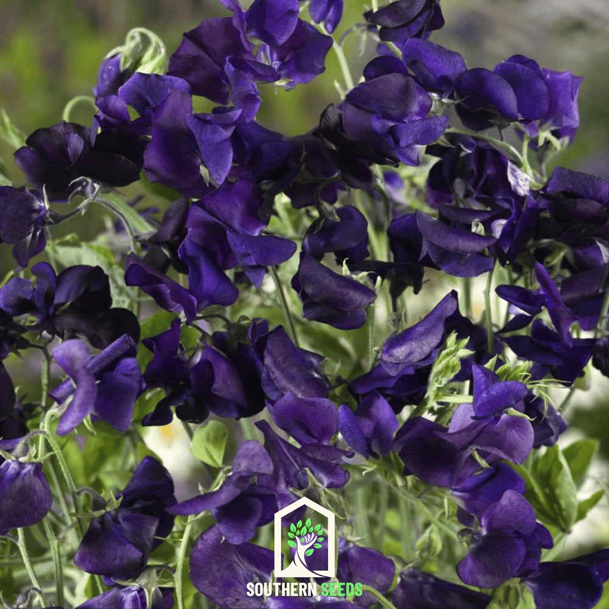 Sweet Pea, Royal Navy Blue (Lathyrus odoratus) - 25 Seeds seed packet from Seed Therapy – American - grown, heirloom seeds