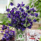 Sweet Pea, Royal Navy Blue (Lathyrus odoratus) - 25 Seeds seed packet from Seed Therapy – American - grown, heirloom seeds