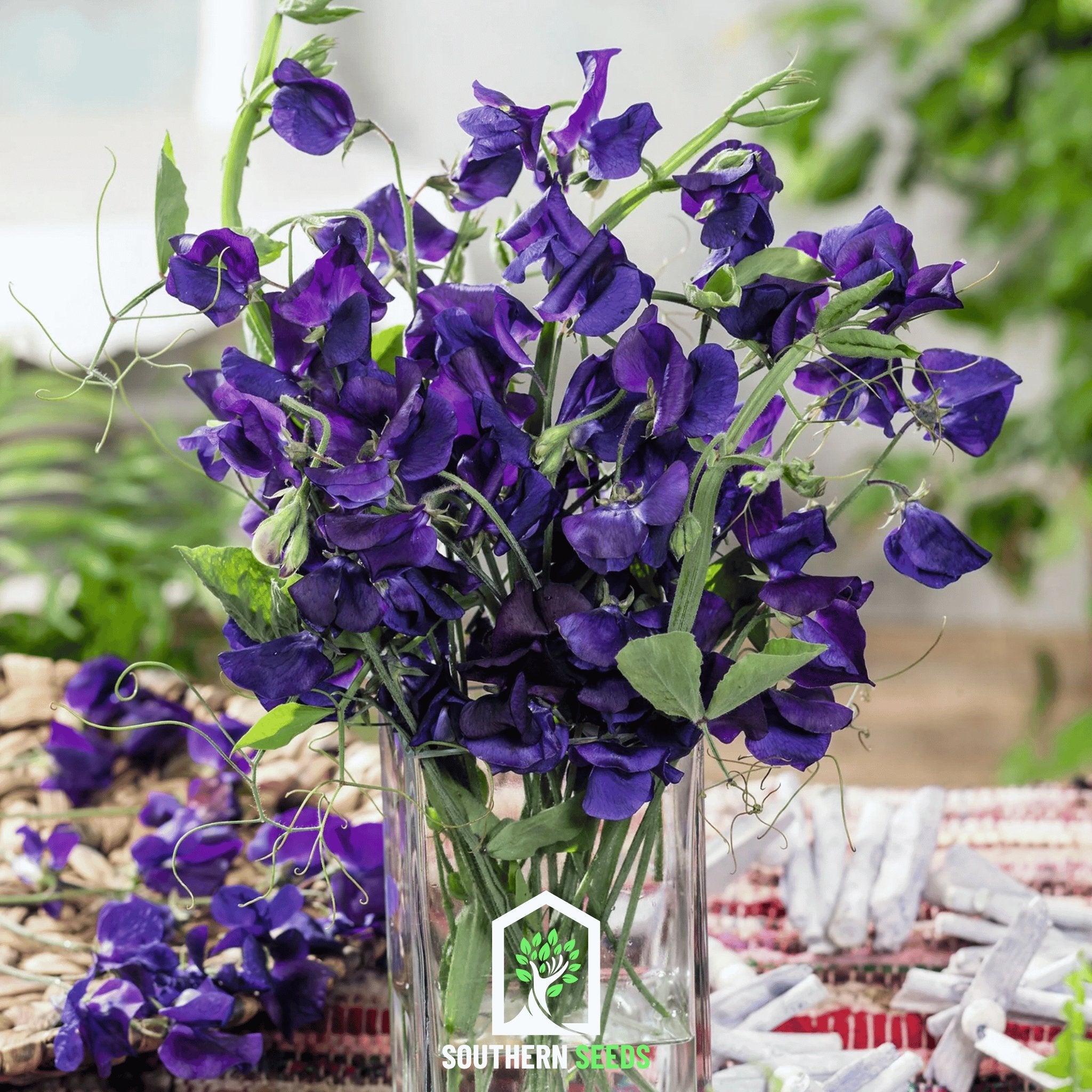 Sweet Pea, Royal Navy Blue (Lathyrus odoratus) - 25 Seeds seed packet from Seed Therapy – American - grown, heirloom seeds