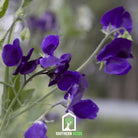 Sweet Pea, Royal Navy Blue (Lathyrus odoratus) - 25 Seeds seed packet from Seed Therapy – American - grown, heirloom seeds