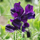 Sweet Pea, Royal Navy Blue (Lathyrus odoratus) - 25 Seeds seed packet from Seed Therapy – American - grown, heirloom seeds