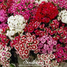 Sweet William (Dianthus barbatus) - 250 Seeds seed packet from Seed Therapy – American - grown, heirloom seeds