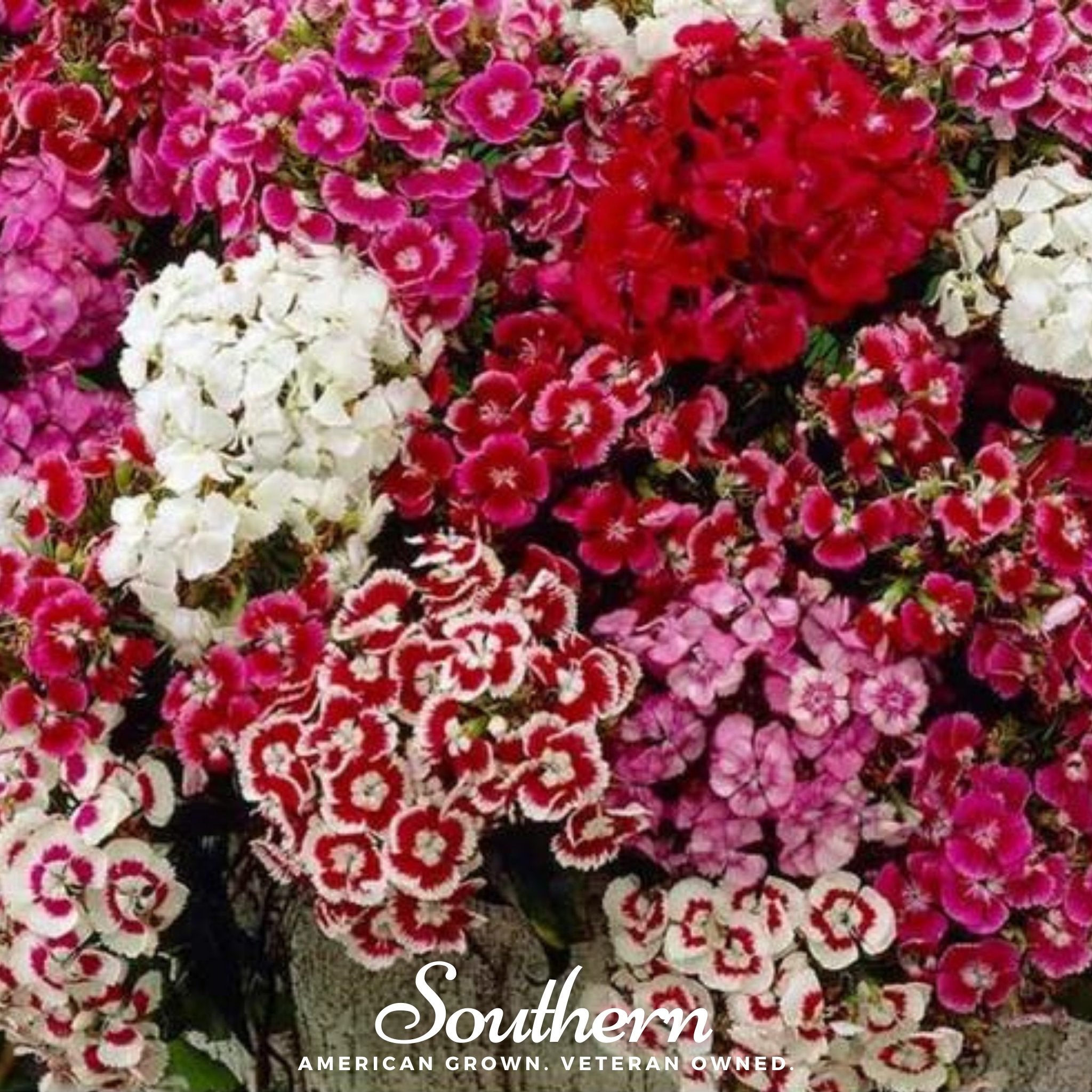 Sweet William (Dianthus barbatus) - 250 Seeds seed packet from Seed Therapy – American - grown, heirloom seeds