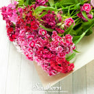 Sweet William (Dianthus barbatus) - 250 Seeds seed packet from Seed Therapy – American - grown, heirloom seeds