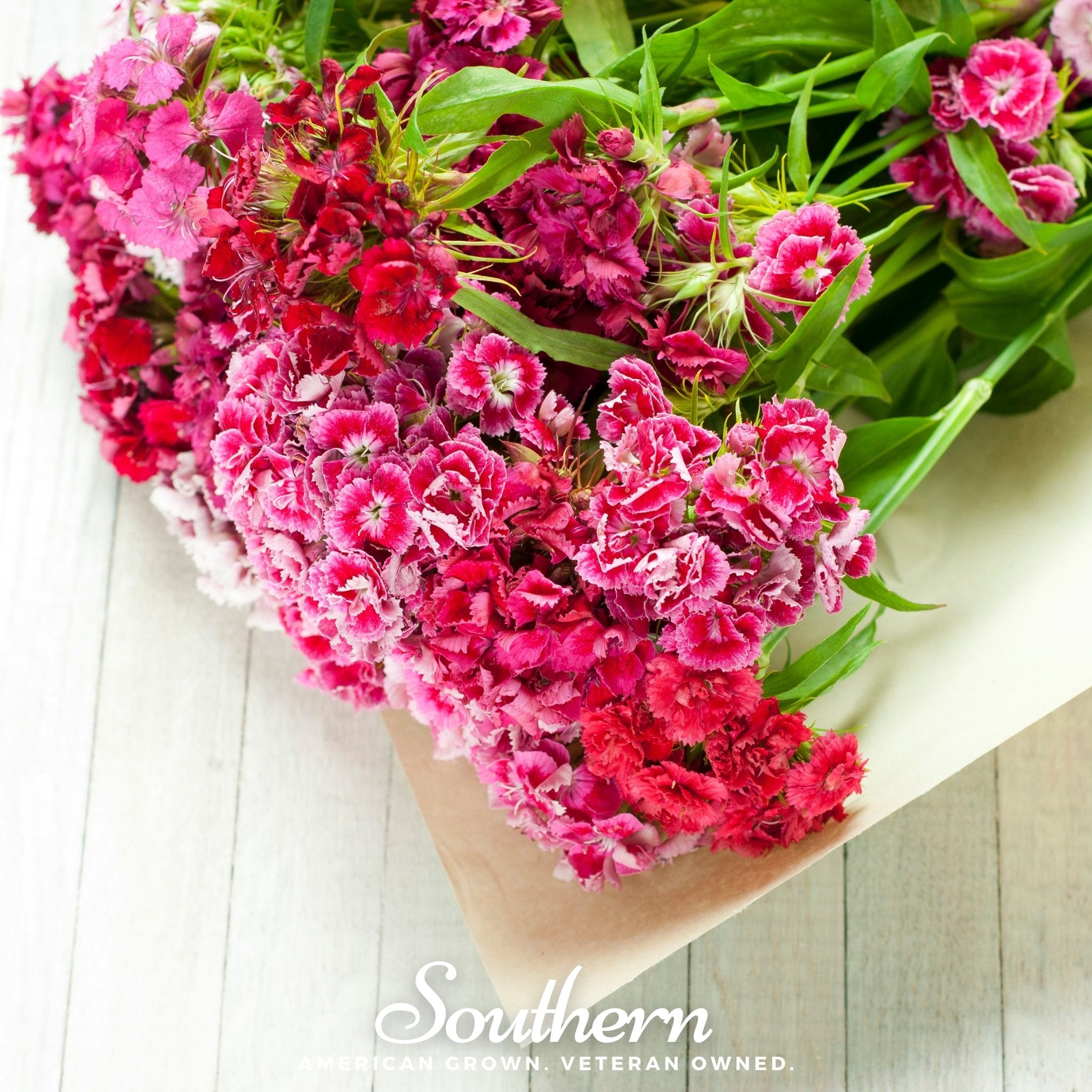 Sweet William (Dianthus barbatus) - 250 Seeds seed packet from Seed Therapy – American - grown, heirloom seeds