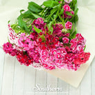 Sweet William (Dianthus barbatus) - 250 Seeds seed packet from Seed Therapy – American - grown, heirloom seeds