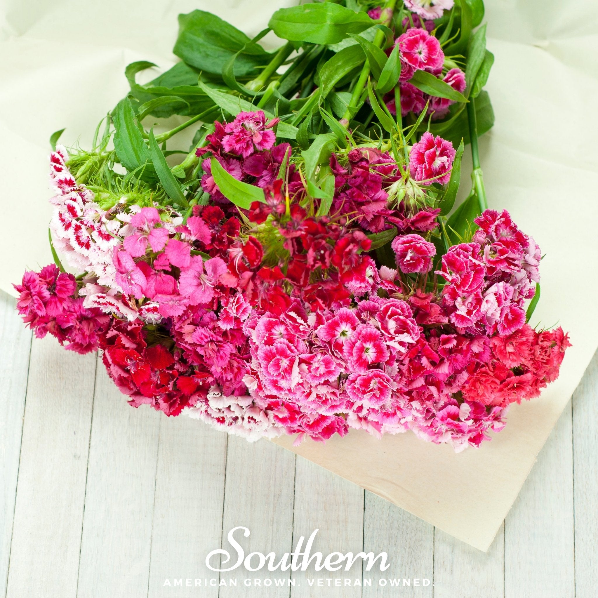 Sweet William (Dianthus barbatus) - 250 Seeds seed packet from Seed Therapy – American - grown, heirloom seeds