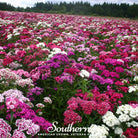 Sweet William (Dianthus barbatus) - 250 Seeds seed packet from Seed Therapy – American - grown, heirloom seeds