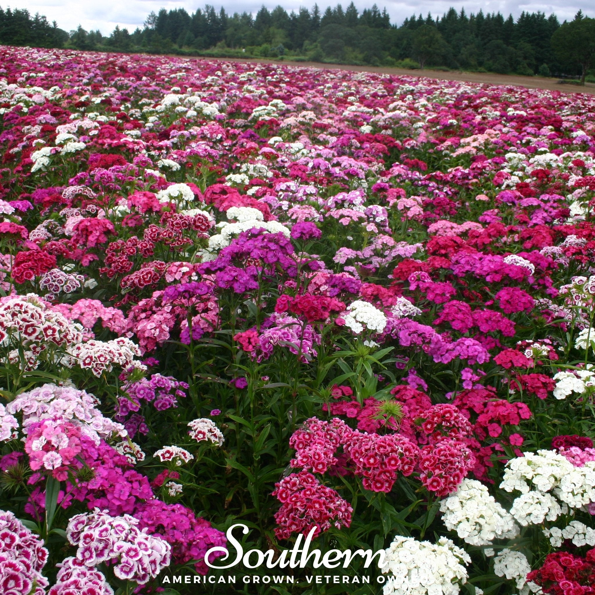 Sweet William (Dianthus barbatus) - 250 Seeds seed packet from Seed Therapy – American - grown, heirloom seeds