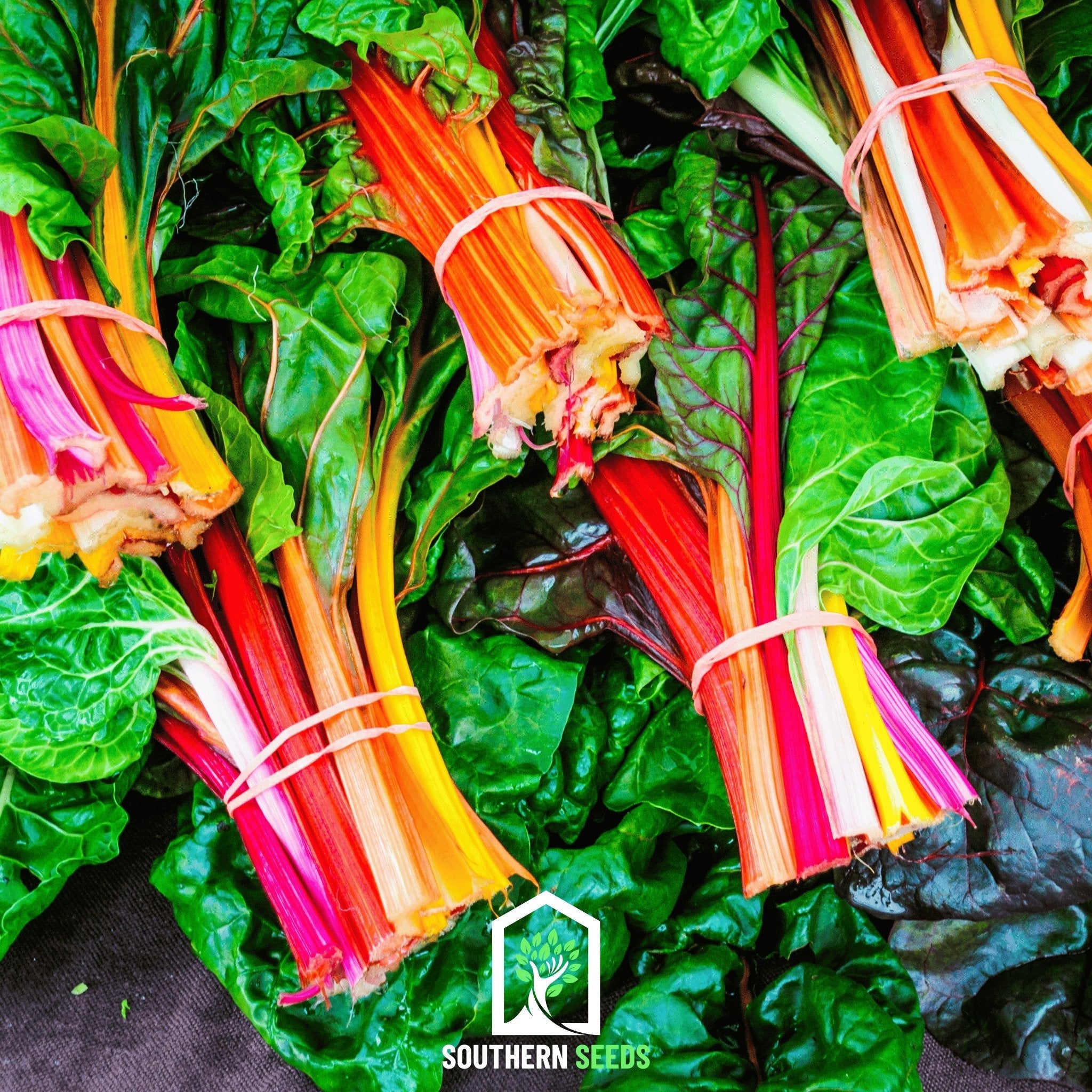 Swiss Chard, Rainbow (Beta vulgaris) - 150 Seeds seed packet from Seed Therapy – American - grown, heirloom seeds
