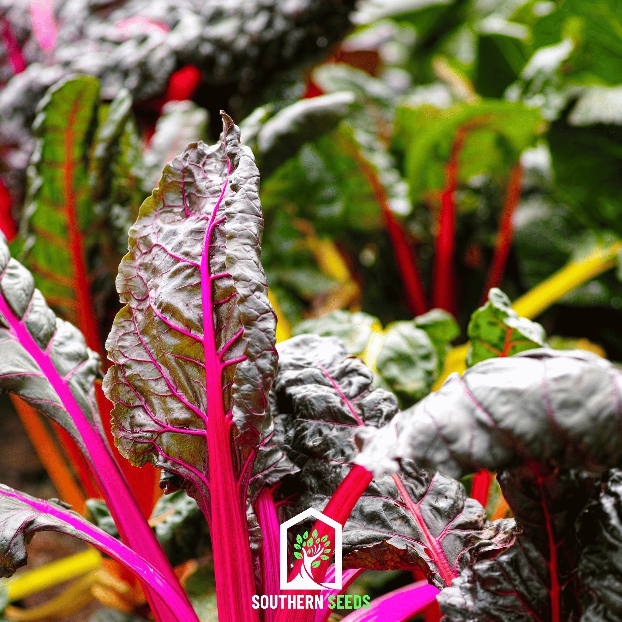 Swiss Chard, Rainbow (Beta vulgaris) - 150 Seeds seed packet from Seed Therapy – American - grown, heirloom seeds