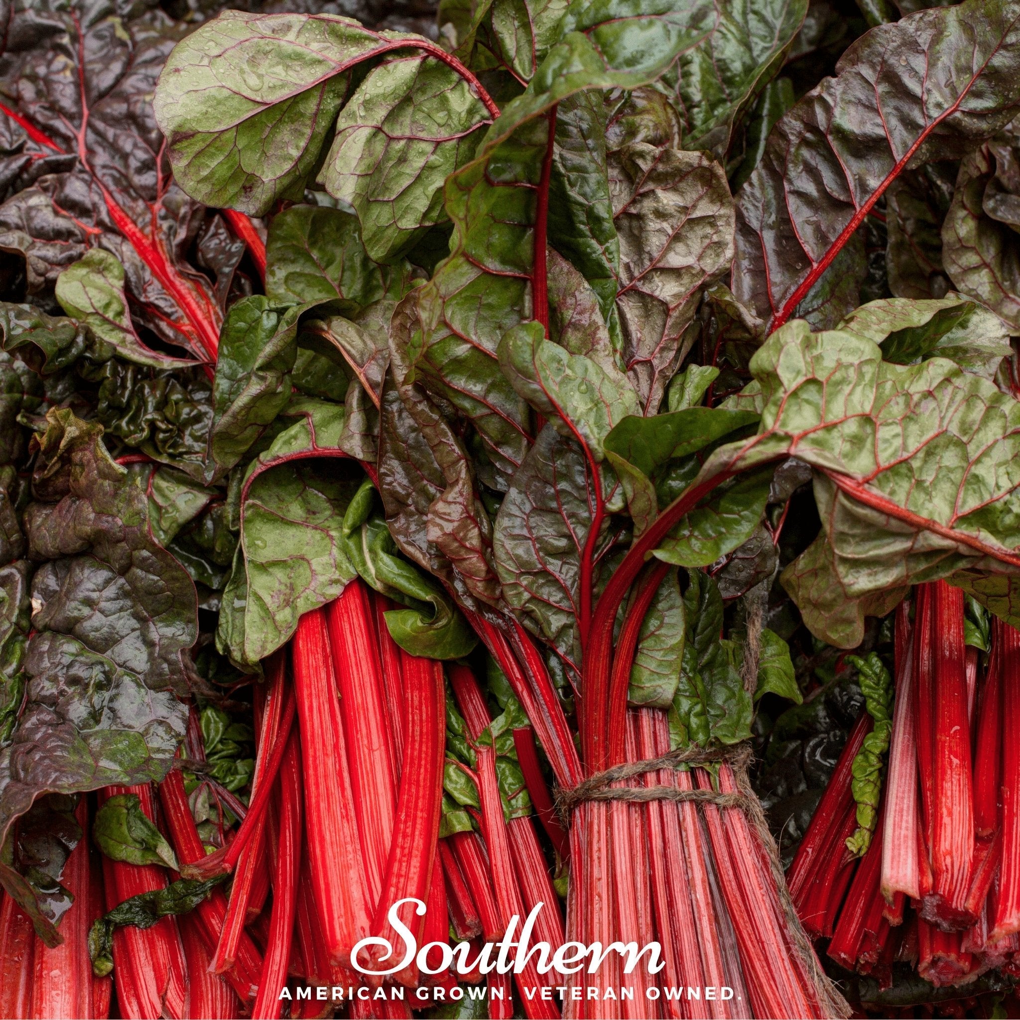 Swiss Chard, Ruby Red (Beta vulgaris subsp. circla) - 100 Seeds seed packet from Seed Therapy – American - grown, heirloom seeds