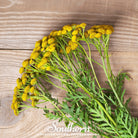 Tansy (Tanacetum vulgare) - 100 Seeds seed packet from Seed Therapy – American - grown, heirloom seeds